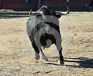 Bull in spain running in bullring