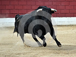 Bull in spain running in bullring