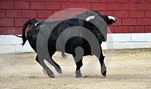 Bull in spain running in bullring