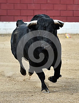 Bull in spain running in bullring