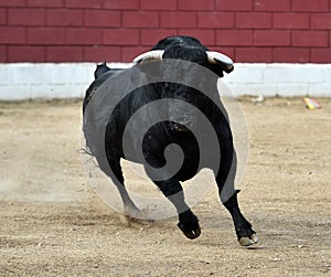 Bull in spain running in bullring