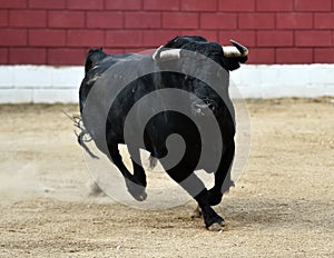 Bull in spain running in bullring