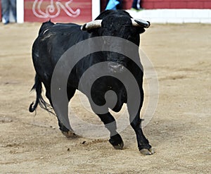 Bull in spain running in bullring