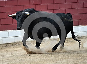 Bull in spain running in bullring