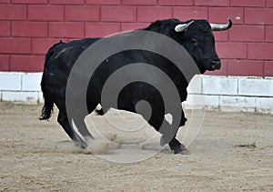 Bull in spain running in bullring