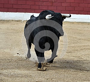 Bull in spain running in bullring