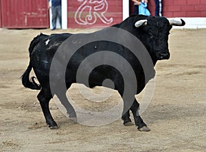 Bull in spain running in bullring