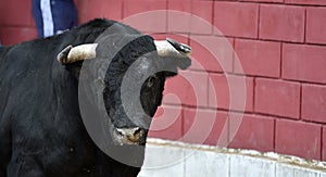 Bull in spain running in bullring