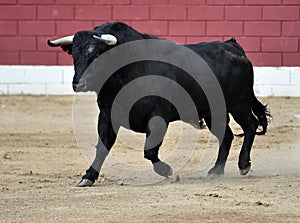 Bull in spain running in bullring