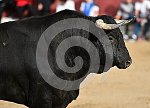 Bull in spain running in bullring