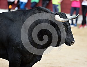 Bull in spain running in bullring