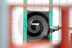 Bull in spain running in bullring