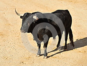 Bull in spain running in bullring