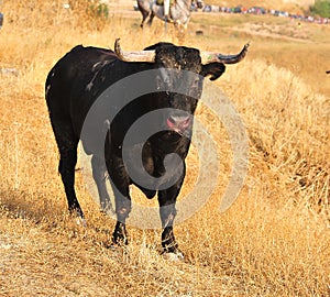 Bull in spain running in bullring