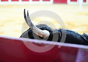 Bull in spain running in bullring