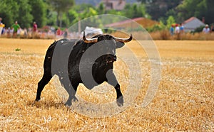 Bull in spain running in bullring