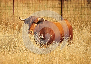 Bull in spain running in bullring