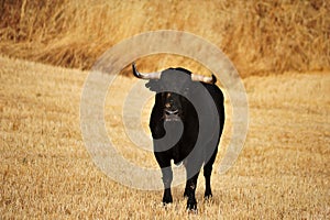 Bull in spain running in bullring