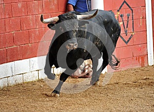 Bull in spain running in bullring