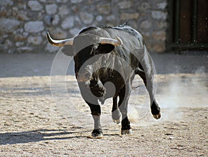 Bull in spain running in bullring