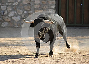 Bull in spain running in bullring