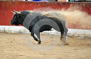 Bull in spain running in bullring