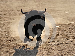 Bull in spain running in bullring