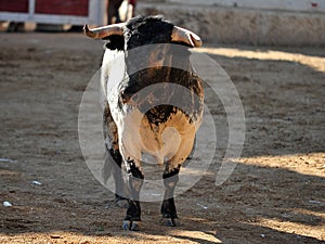 Bull in spain running in bullring