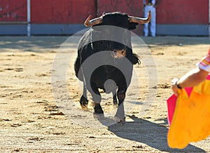 Bull in spain running in bullring