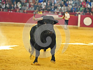 Bull in spain running in bullring