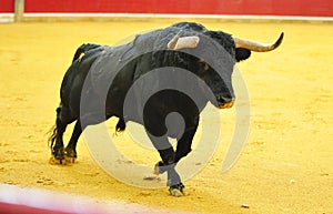 Bull in spain running in bullring