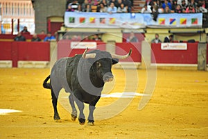 Bull in spain running in bullring