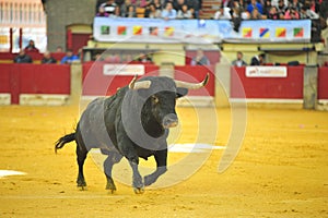 Bull in spain running in bullring