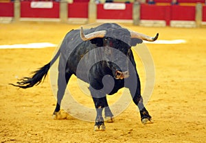 Bull in spain running in bullring