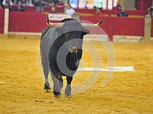 Bull in spain running in bullring