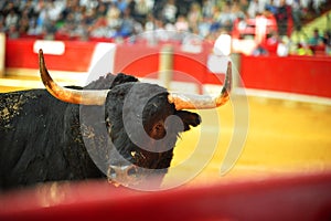 Bull in spain running in bullring