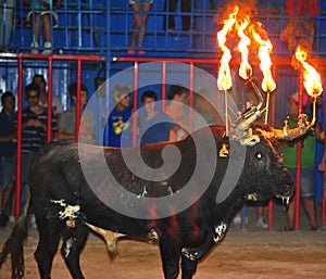 Bull in spain running in bullring