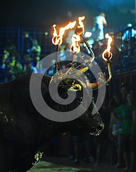 Bull in spain running in bullring