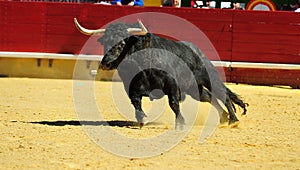 Bull in spain running in bullring