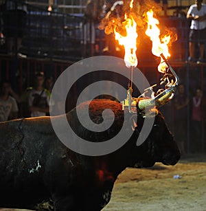 Bull in spain running in bullring