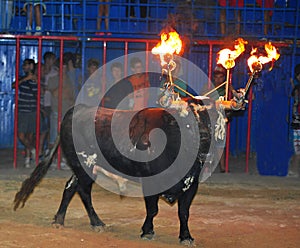 Bull in spain running in bullring