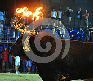 Bull in spain running in bullring