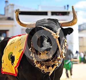 Bull in spain running in bullring