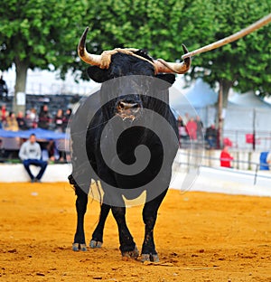 Bull in spain running in bullring