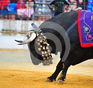 Bull in spain running in bullring