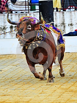 Bull in spain running in bullring