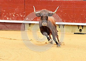 Bull in spain running in bullring