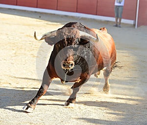 Bull in spain running in bullring