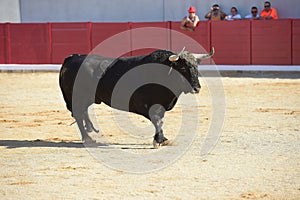 Bull in spain running in bullring