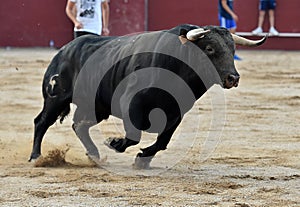 Bull in spain running in bullring